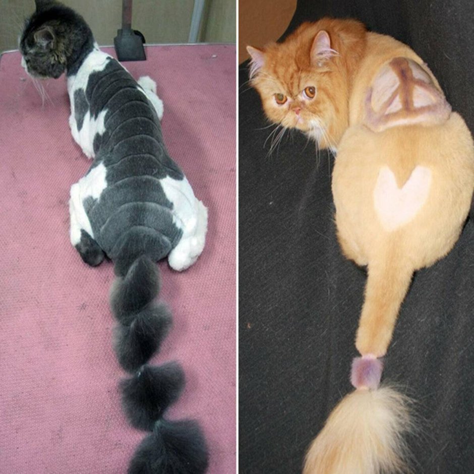 Стрижка кота под хвостом