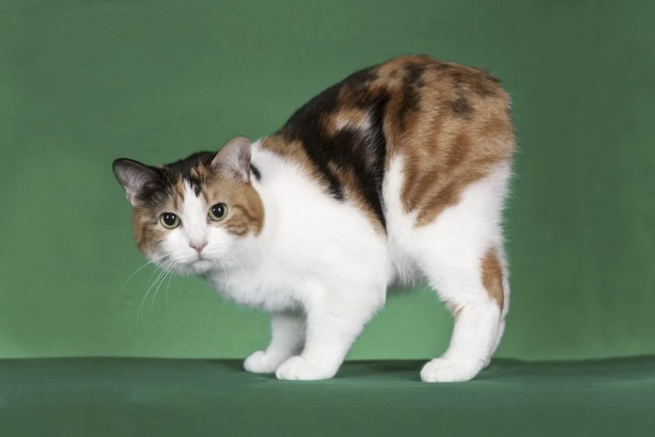 Мэнкс кошка