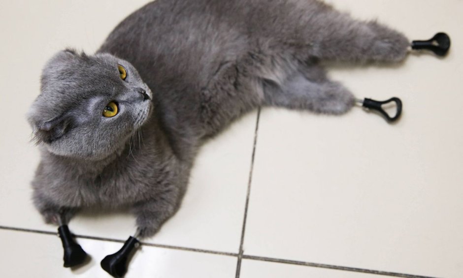 Протезы для кошек
