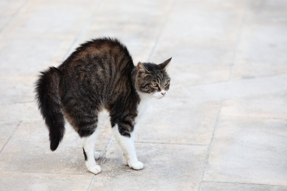 Кошка с выгнутой спиной