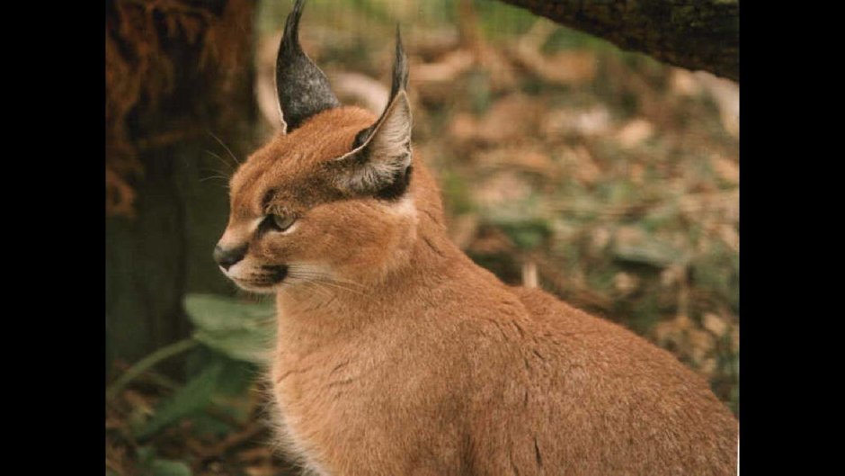 Дикая кошка каракал