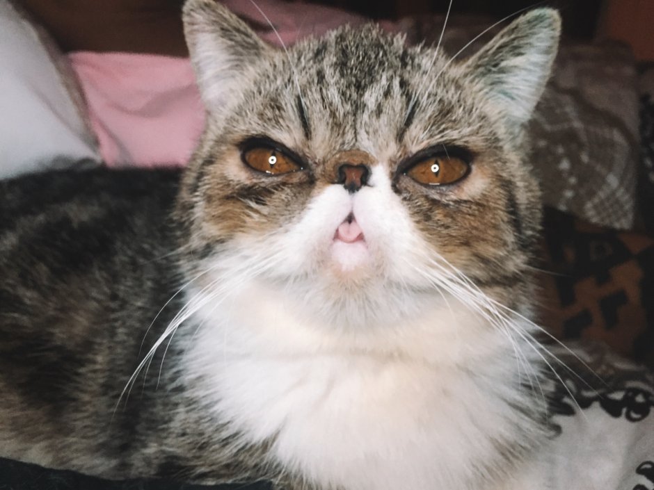 Страшные породы кошек
