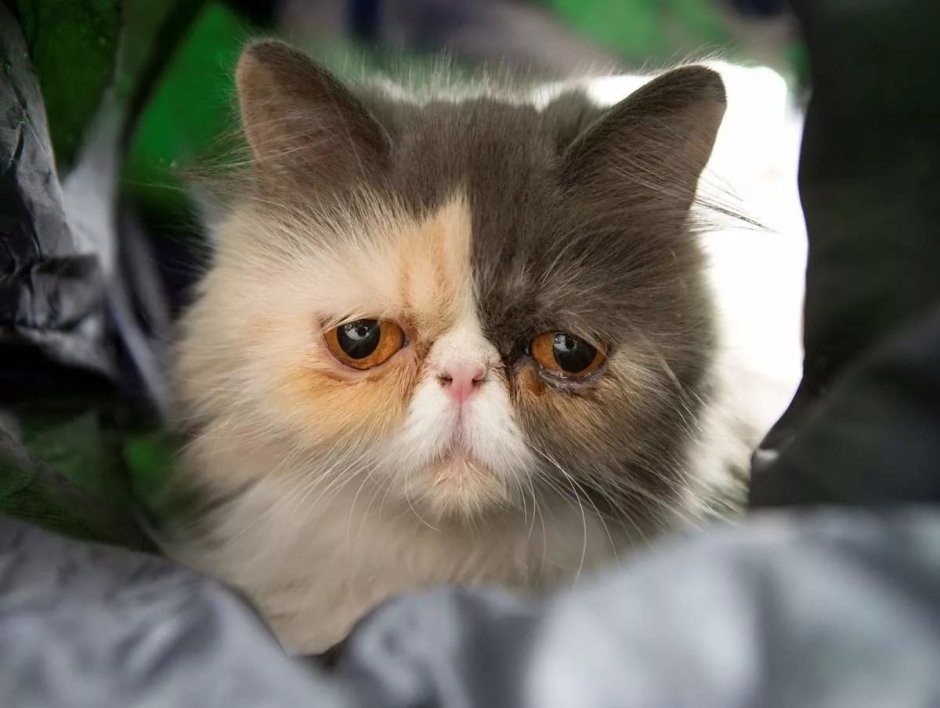 Котики с недовольной мордочкой