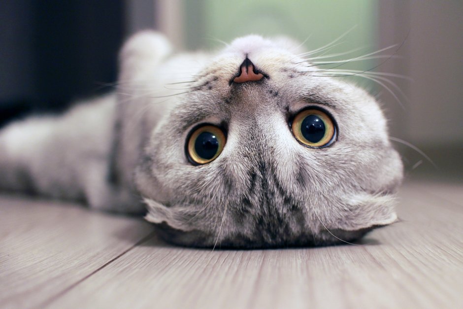 Шотландская кошка скоттиш фолд
