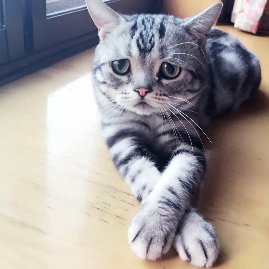 Коты с грустными глазами