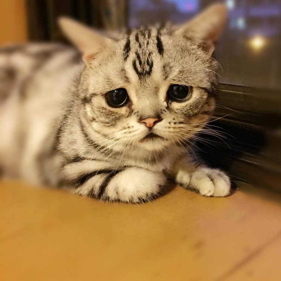 Самый грустный кот в мире