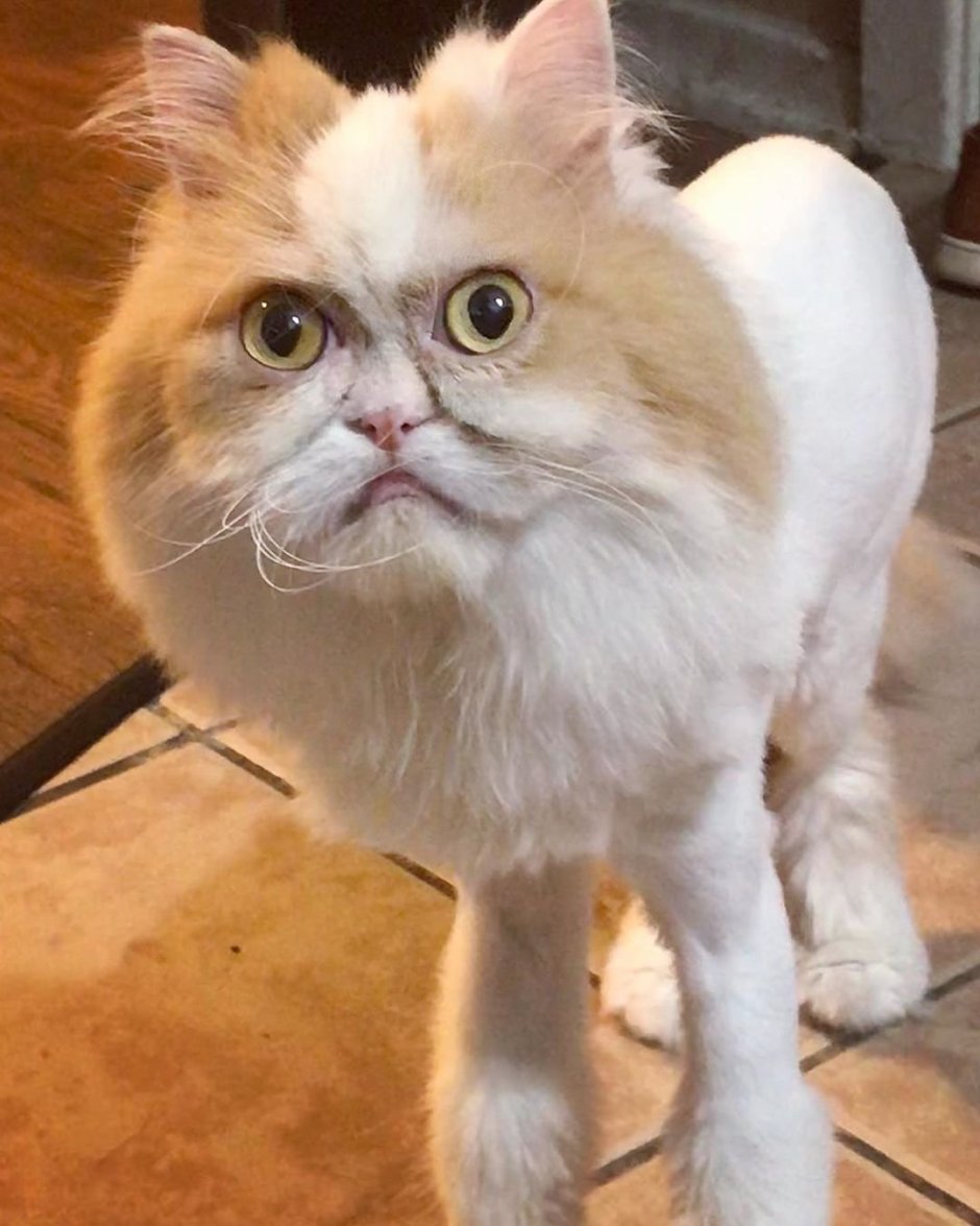 Хмурый кот