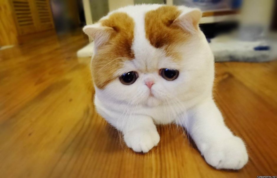 Экзот Снупи