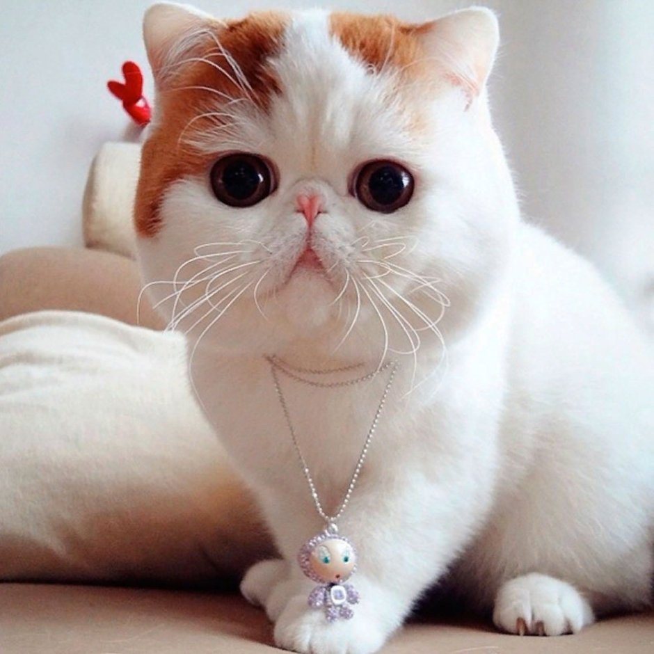 Экзот кошка