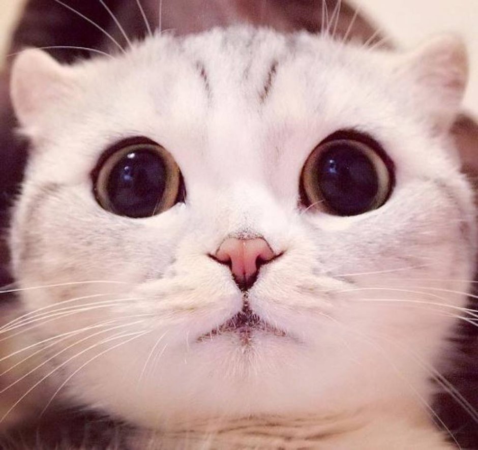 Милые коты