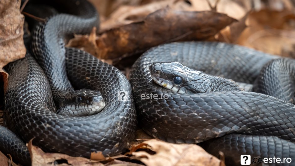 Blonde Trans Pecos rat Snake