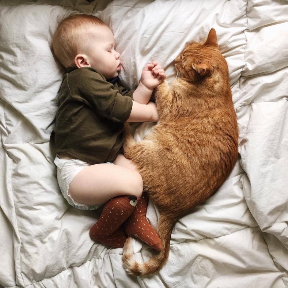 Кот и младенец