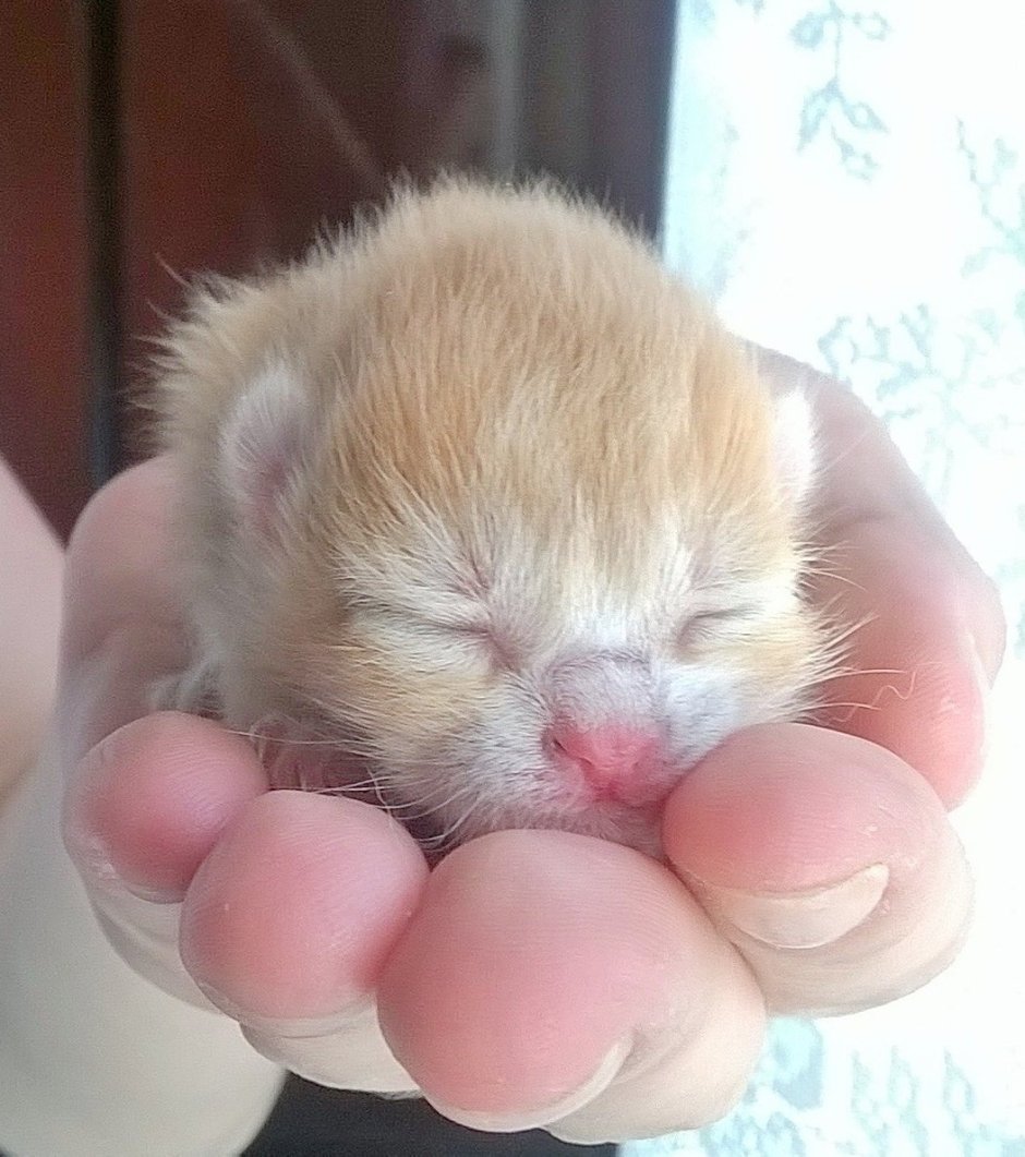 Слепые котята