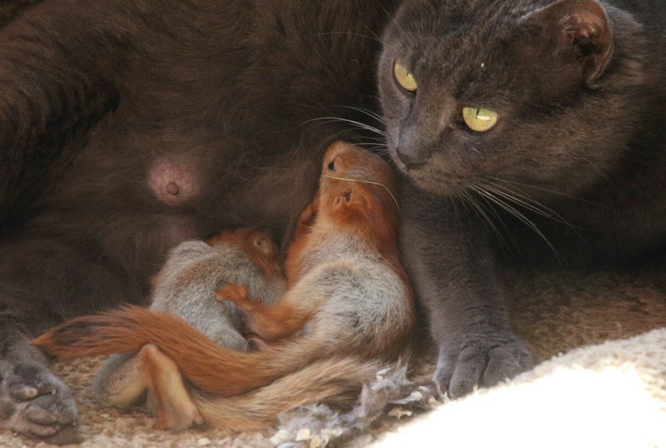 Кошка Пуша и бельчата