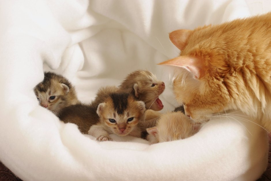 Dropping of Kittens