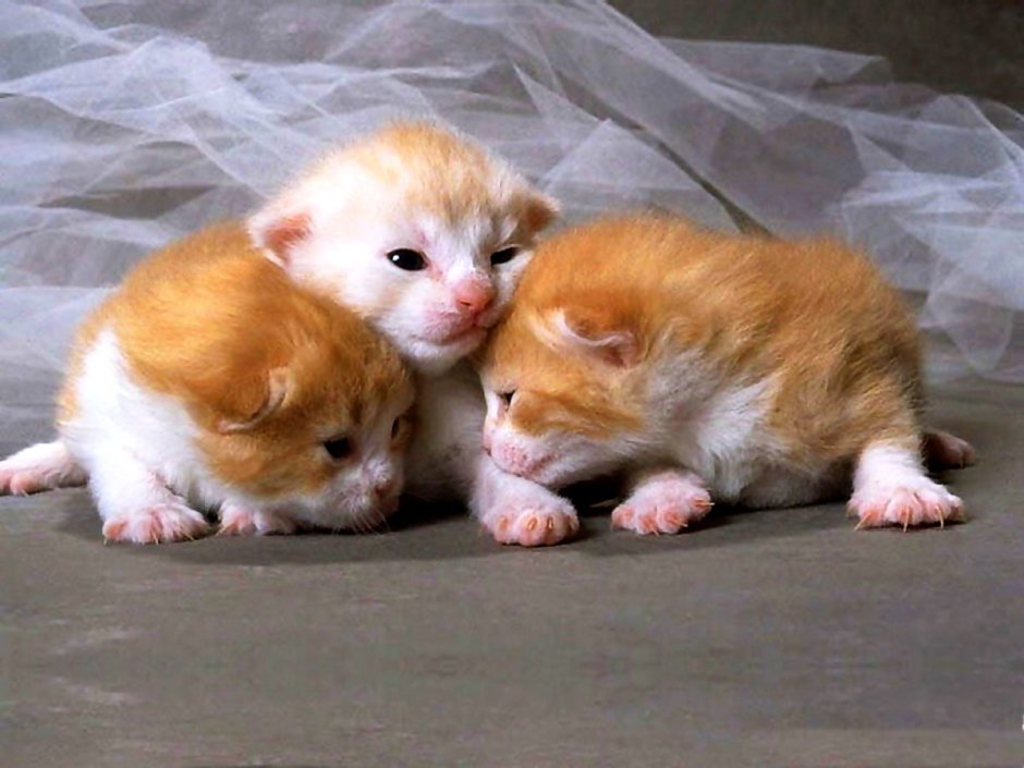 Котенок открыл глазки