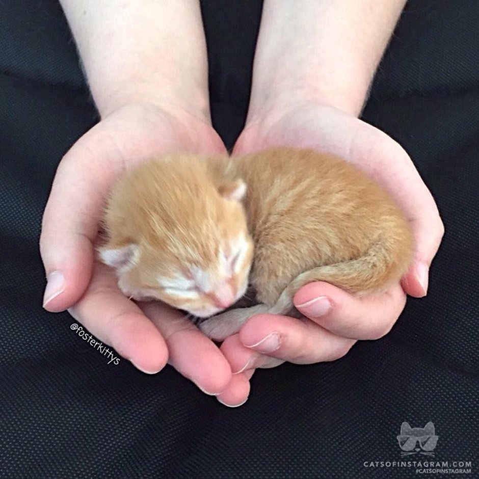 Новорожденный Рыжик котенок