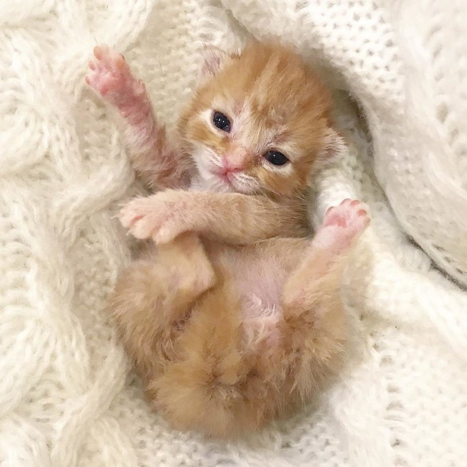 Маленькие маленькие котята