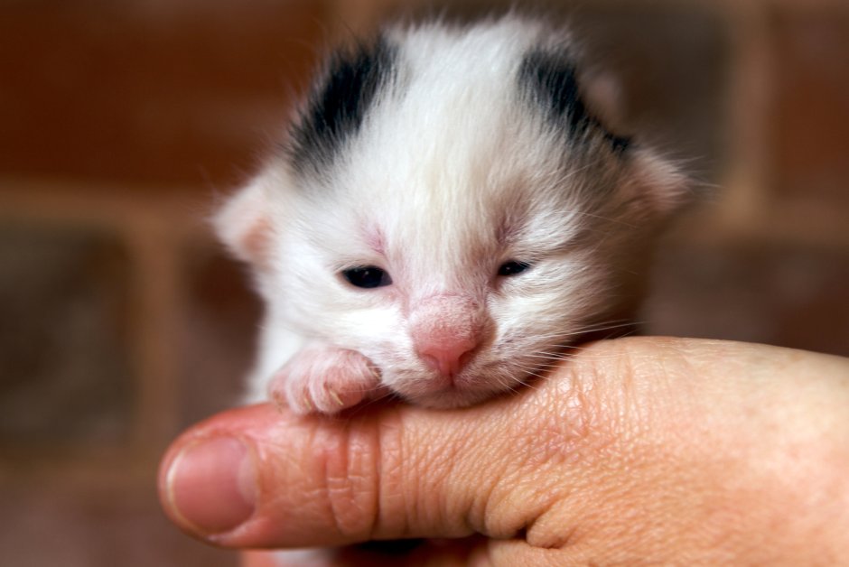 How to get Newborn Cat