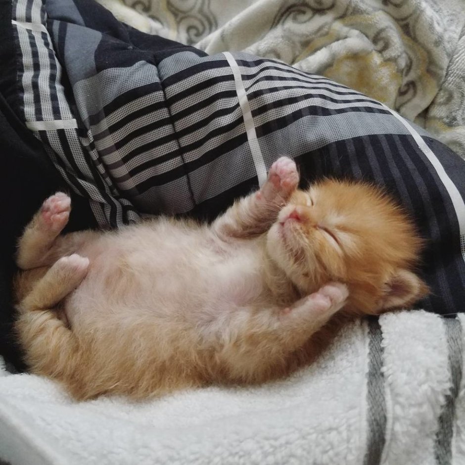 Рыжий новорожденный котенок