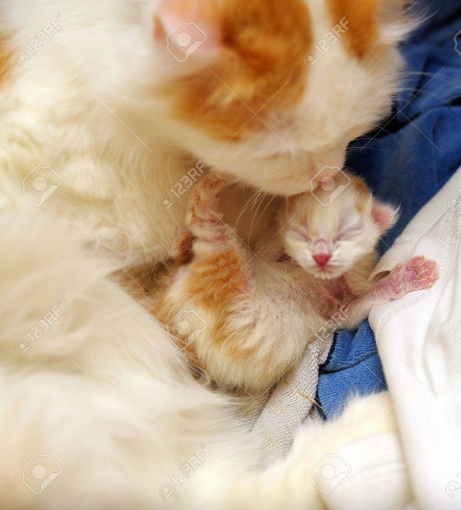 Котенок новорожденный арты