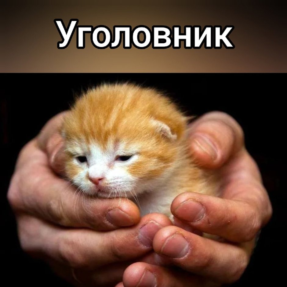 Рыжий кот на руках