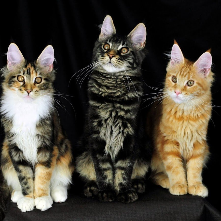 Окрас d25 Мейн кун