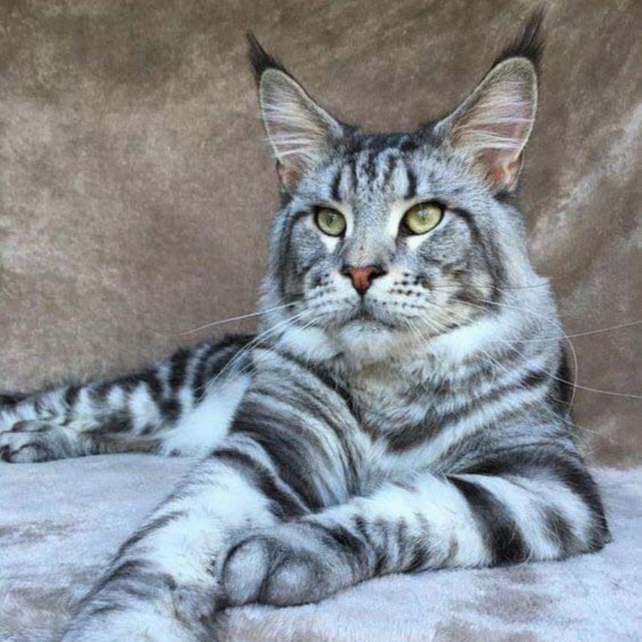 Мейн кун короткошерстный