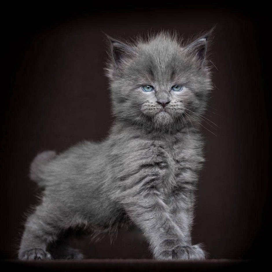 Вислоухие котята Мейн куна