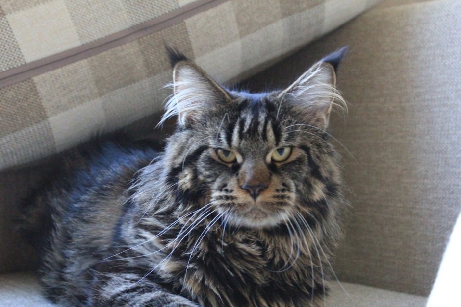 Метис кошка Мейн кун