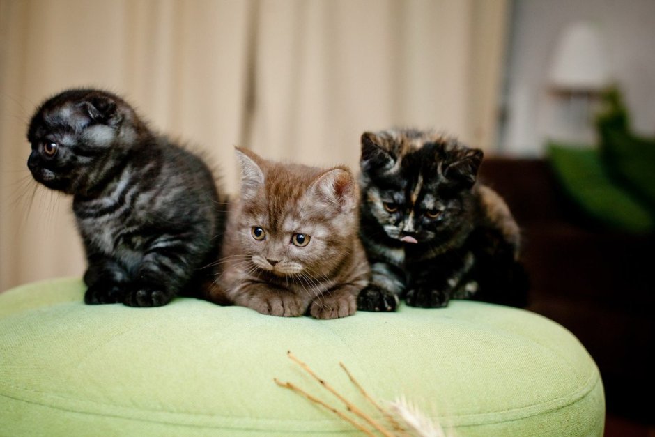 Мейн кун взрослый