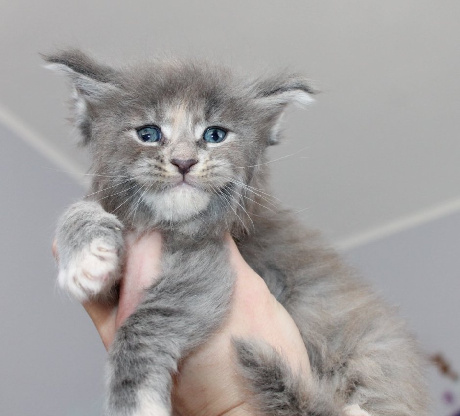 Смешные Мейн куны