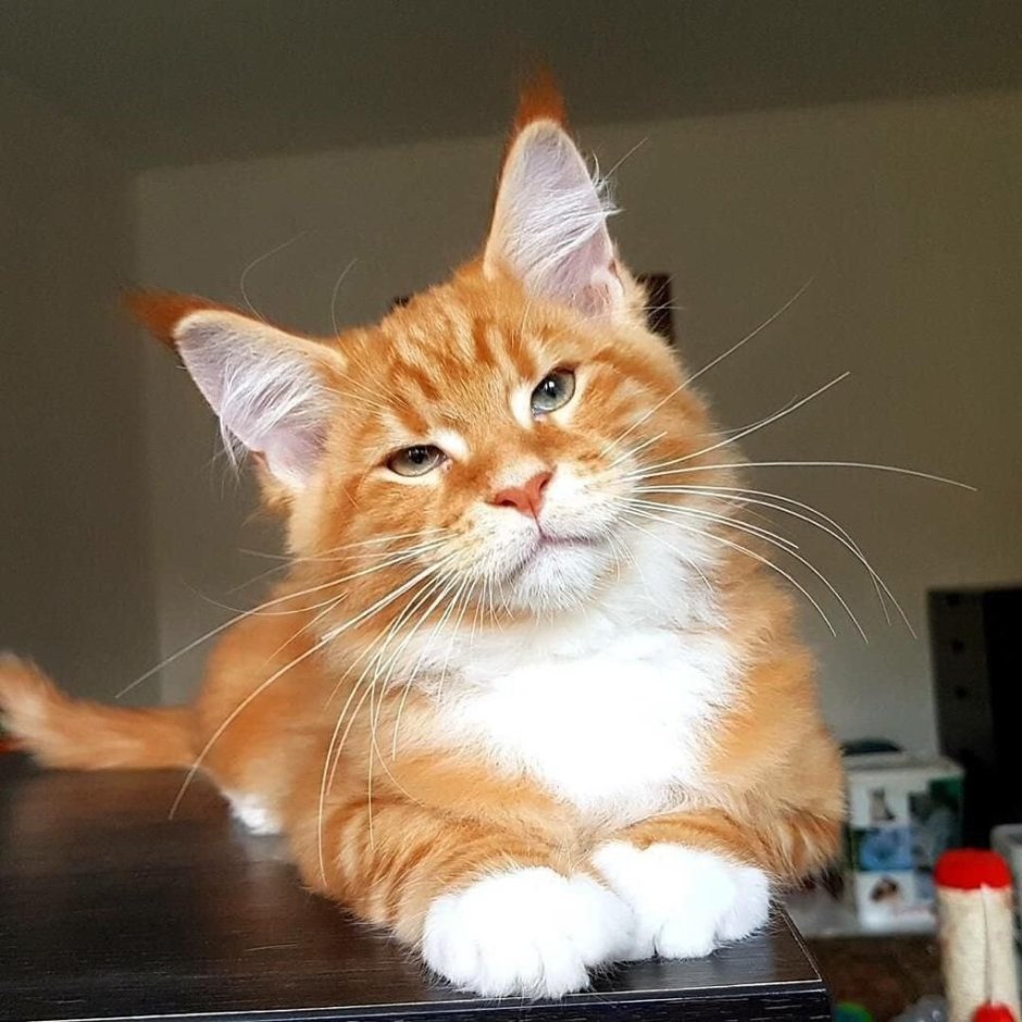 Рыжие Мейн куны