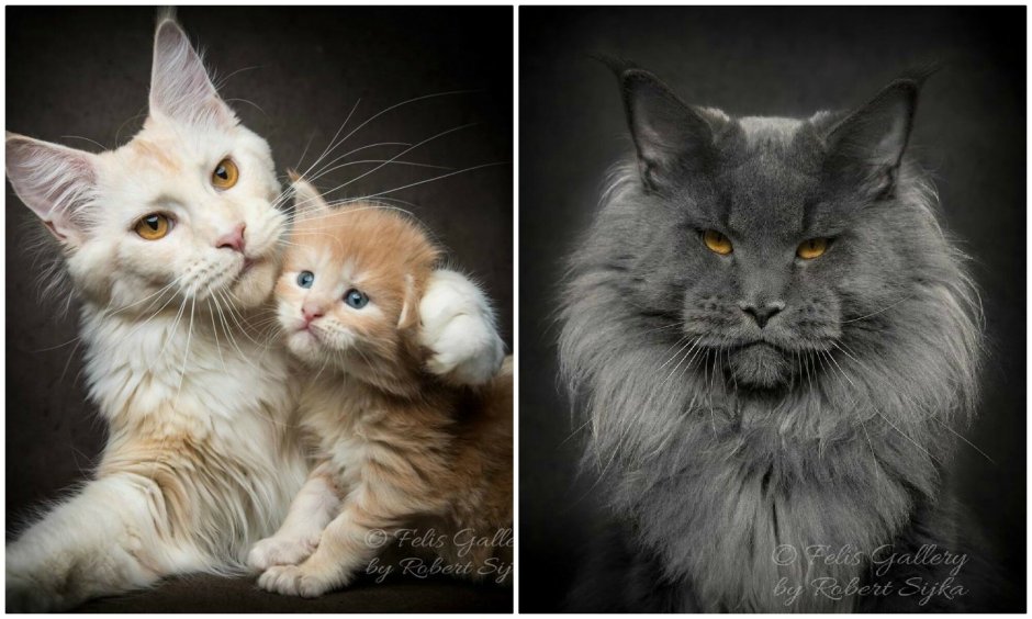 Мейн кун и обычная кошка