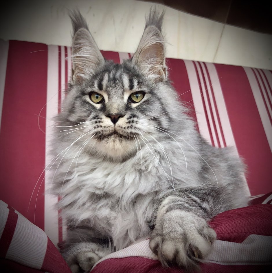 Вислоухий кот Мейн кун