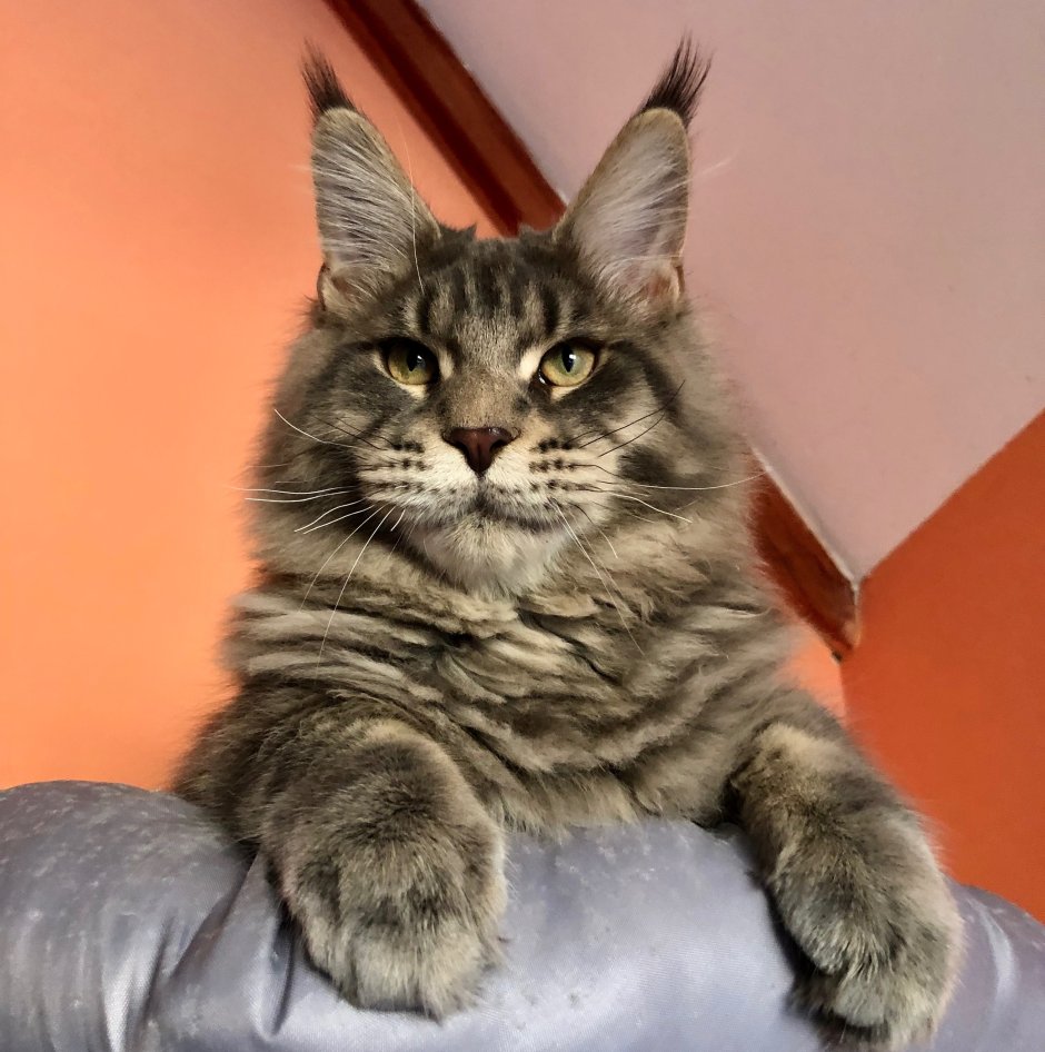 Мейн кун лесного окраса взрослый