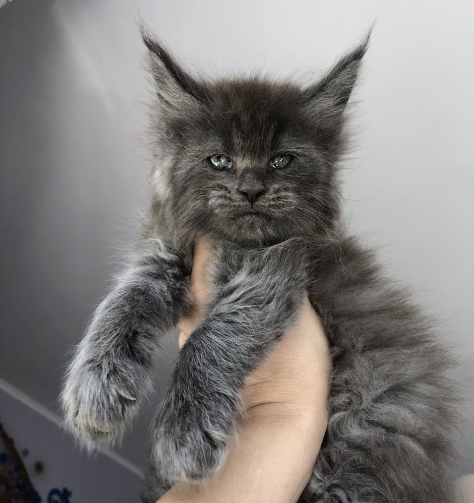 Кот оборотень Мейн кун