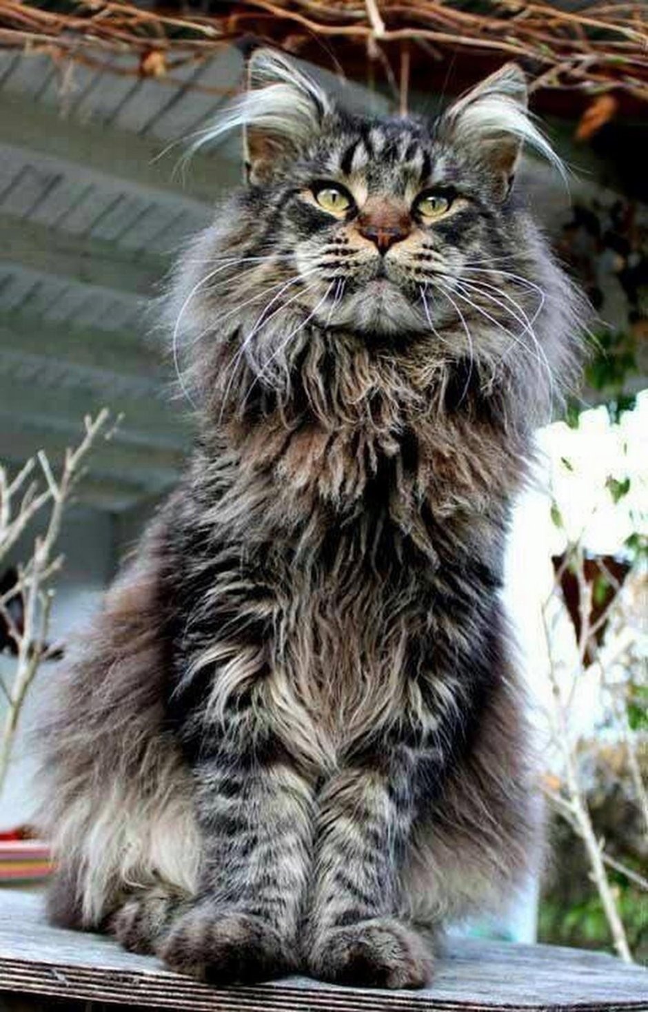 Коты Мейн кун