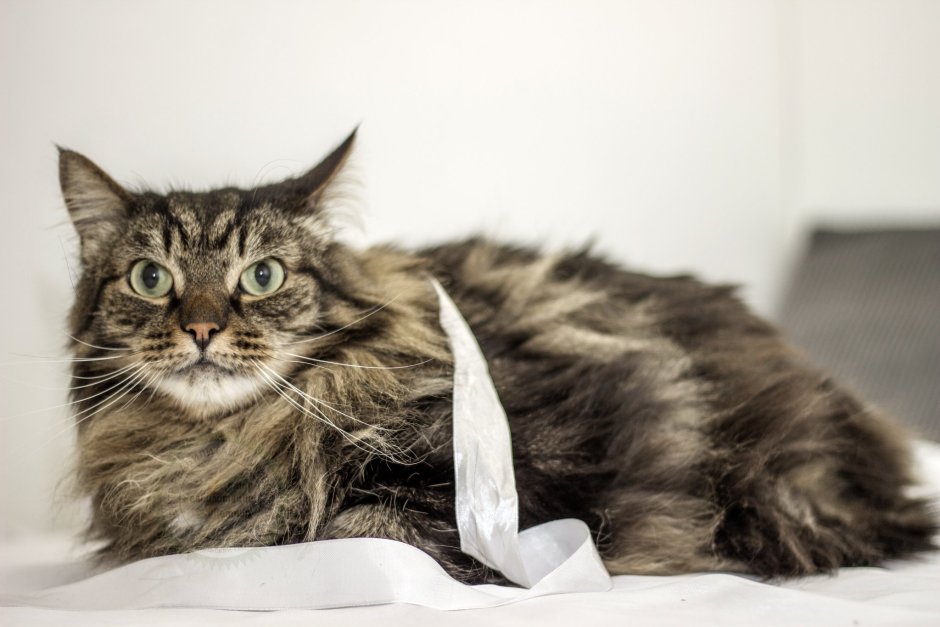 Классный огромный кот Сибиряк