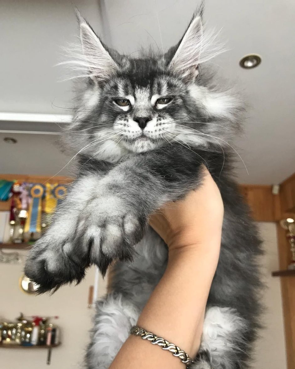 Мейн кун Павла воли