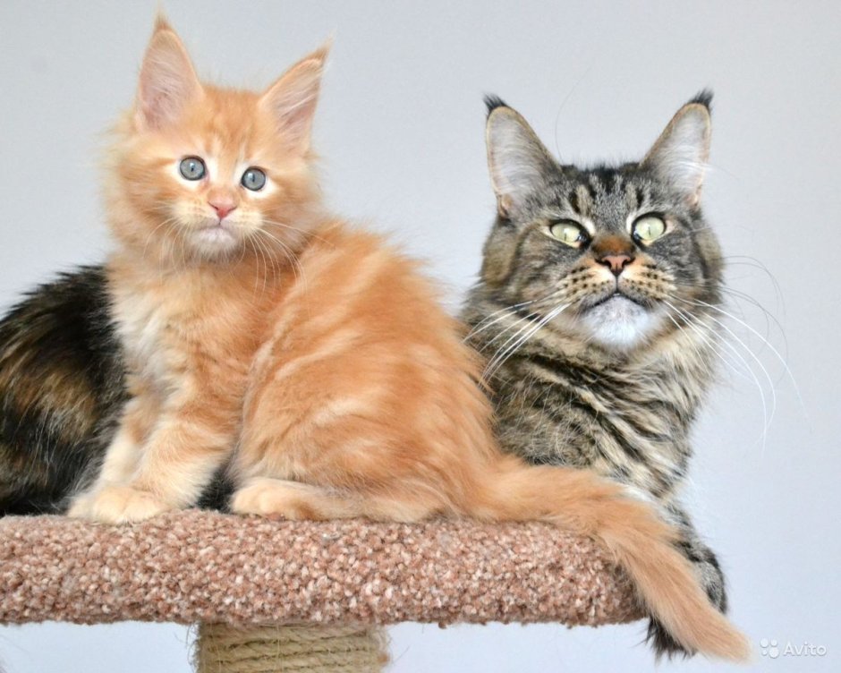 Семья Мейн кунов рыжих