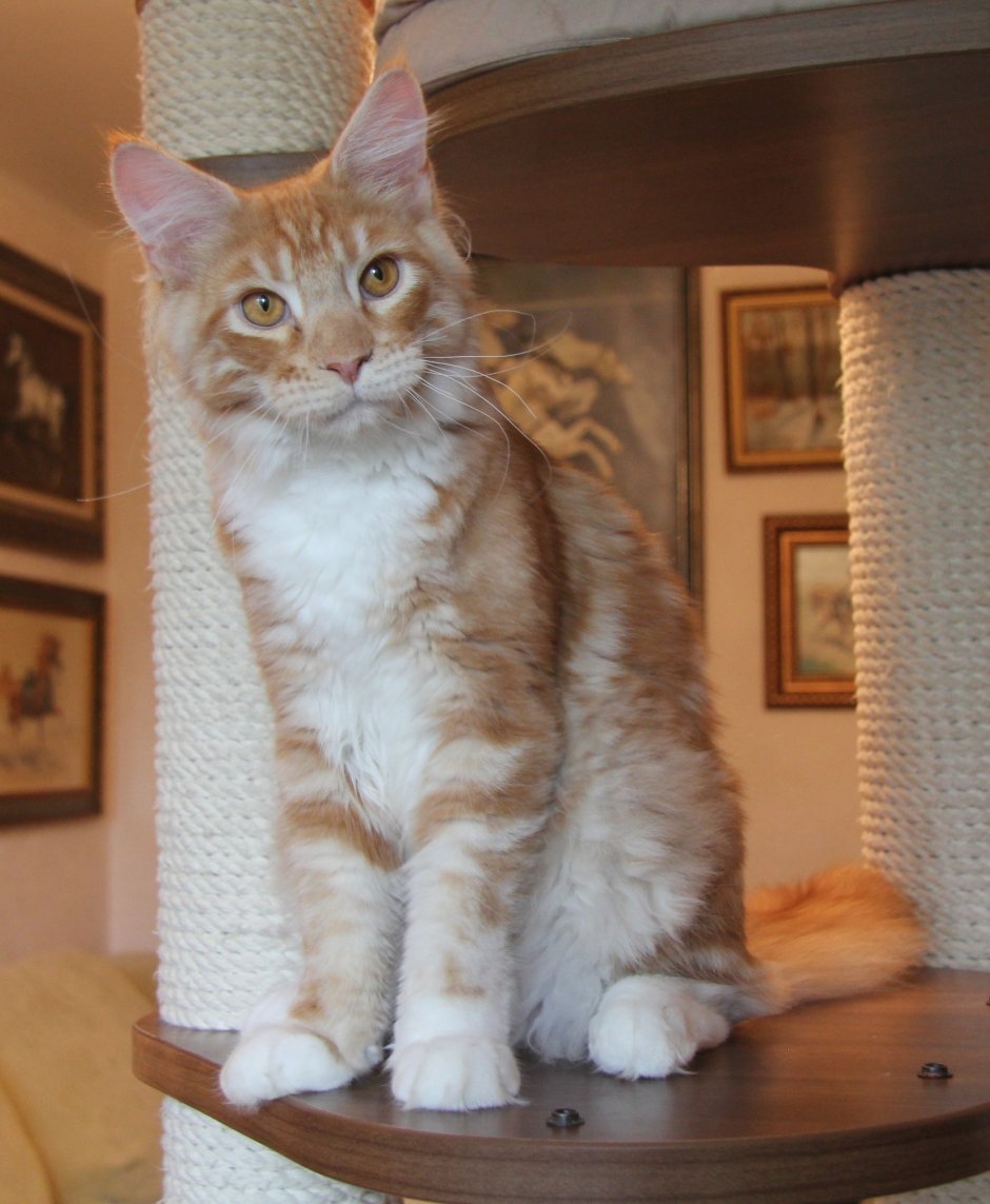 Вислоухие Мейн куны