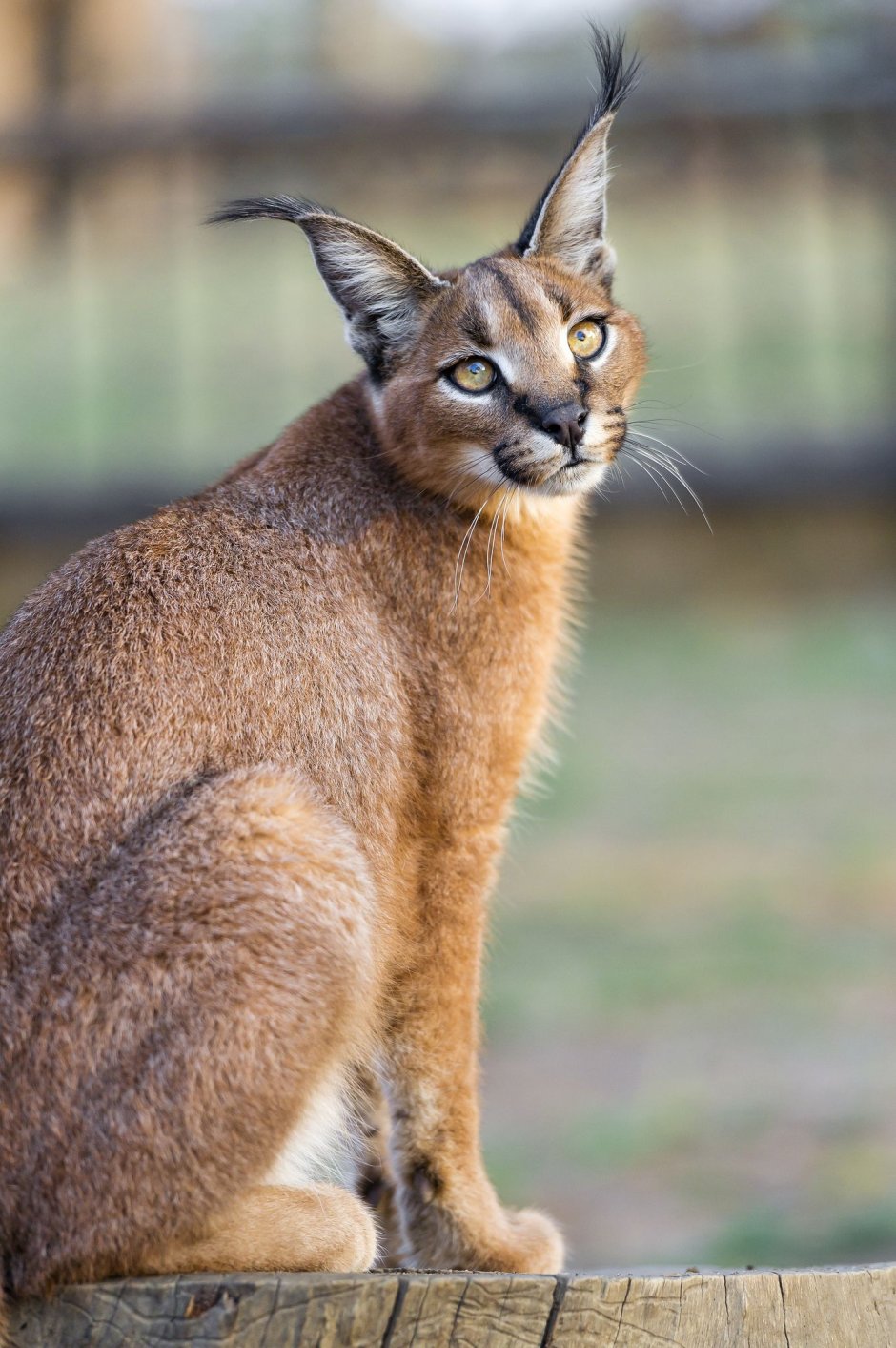 Каракал кошка