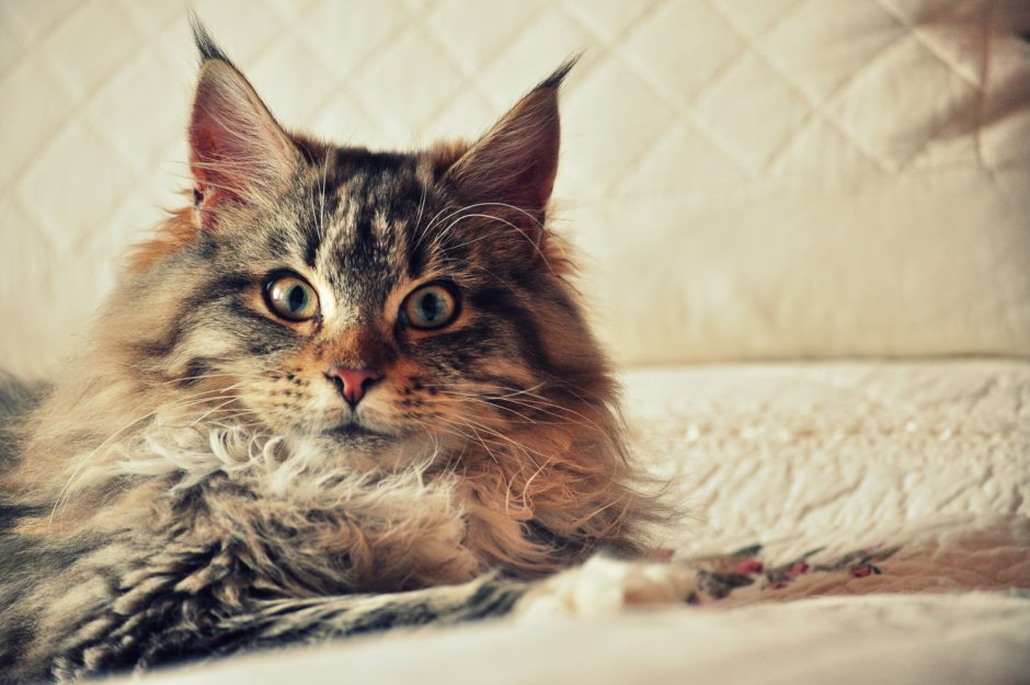 Мейн куны котята