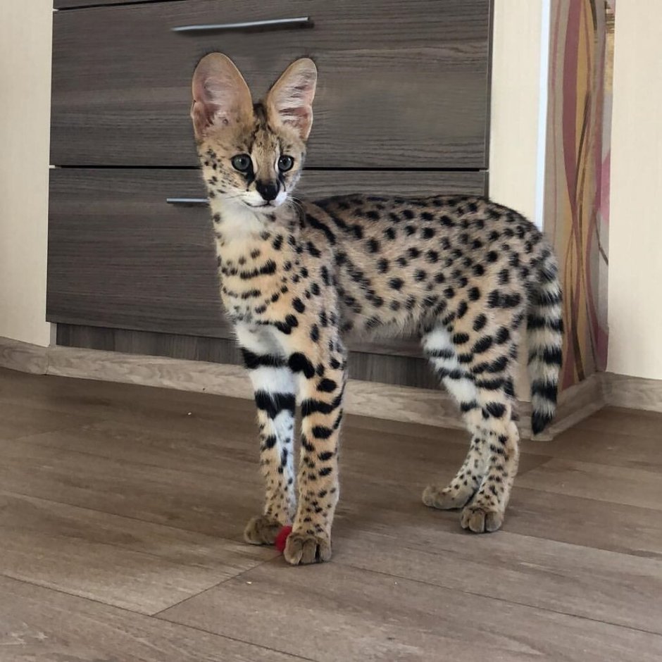 Саванна кошка