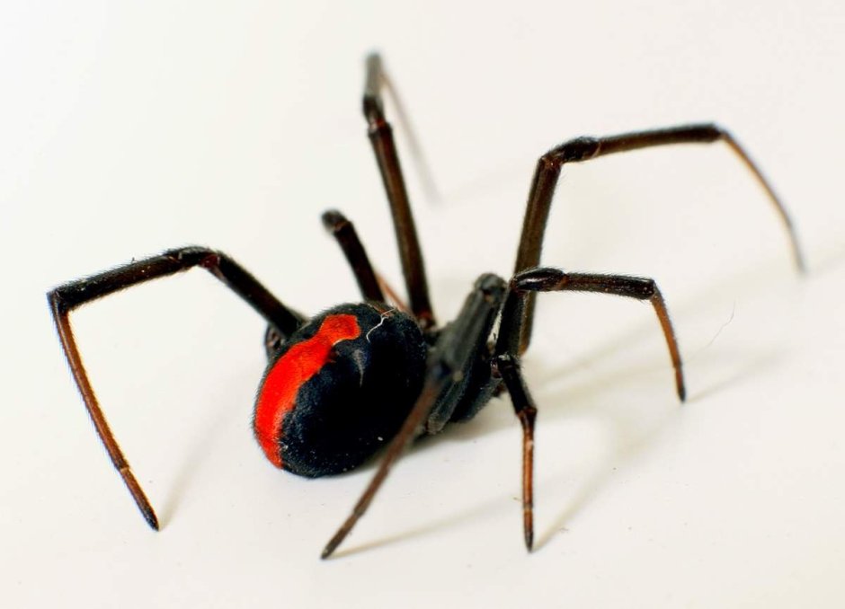 Паук австралийская вдова (красноспинный паук)(Latrodectus hasselti)