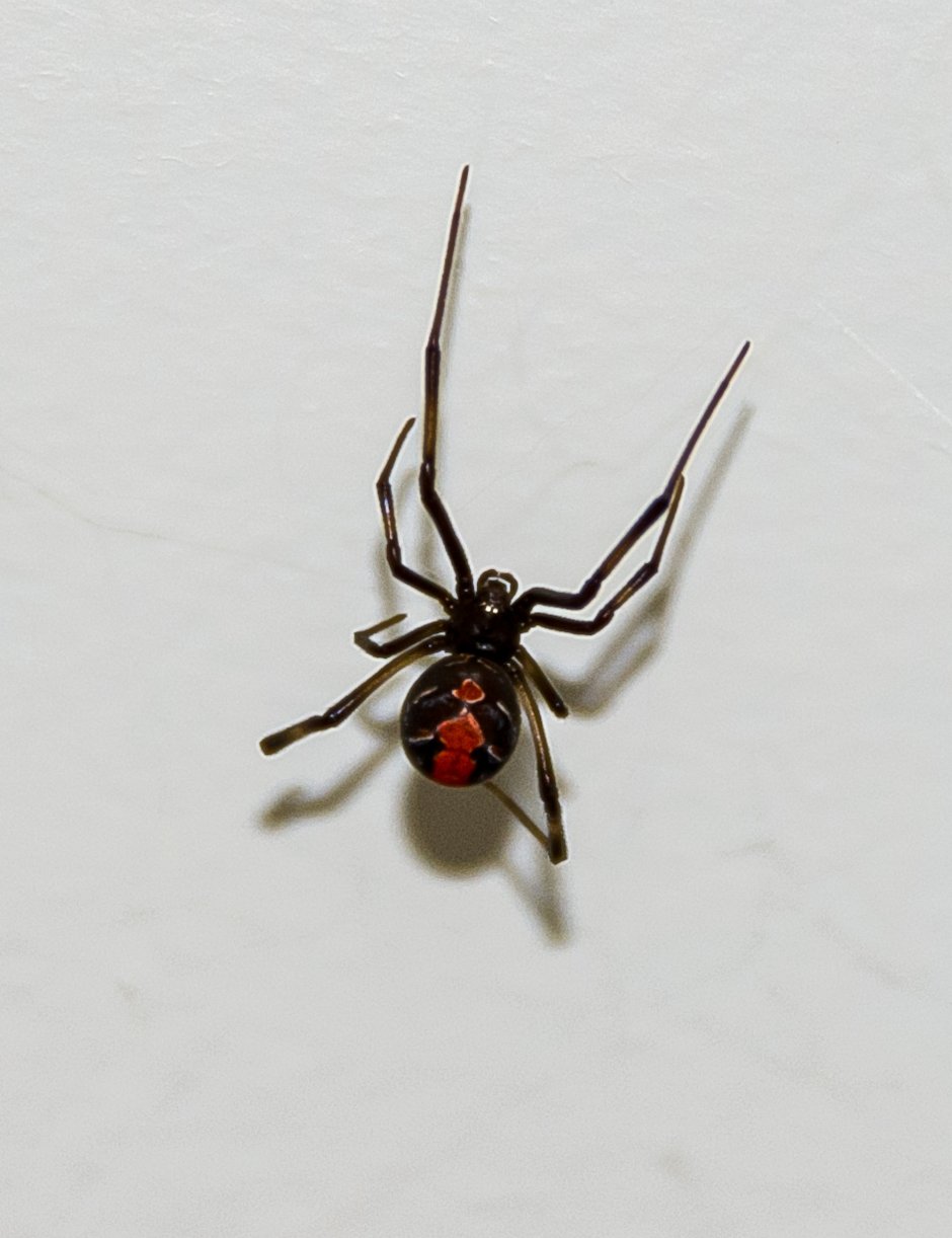 Redback Spider паук