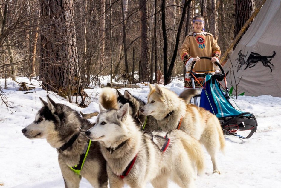 Деревня ездовых собак серебро севера