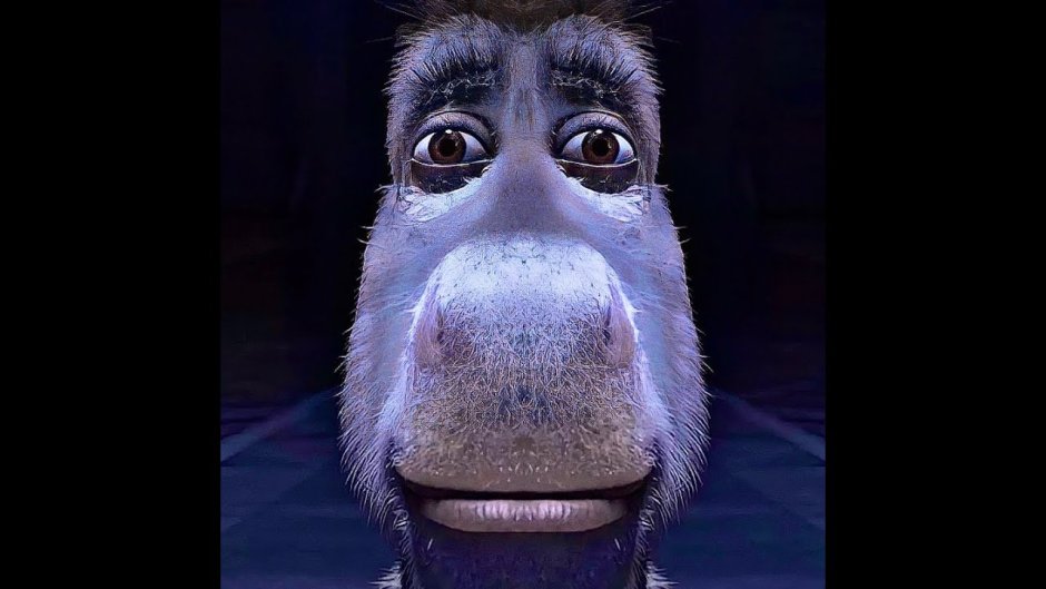 Donkey staring