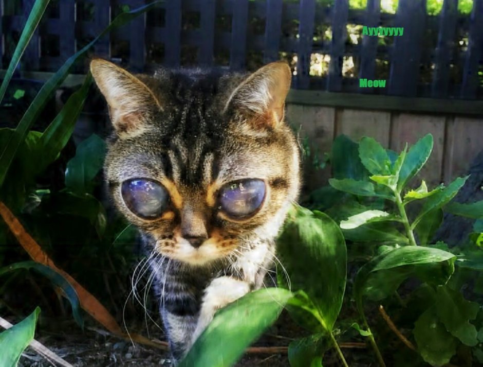 Кошка инопланетянин Матильда